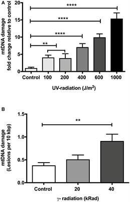 Mitochondrial DNA Damage Does Not Determine C. elegans Lifespan